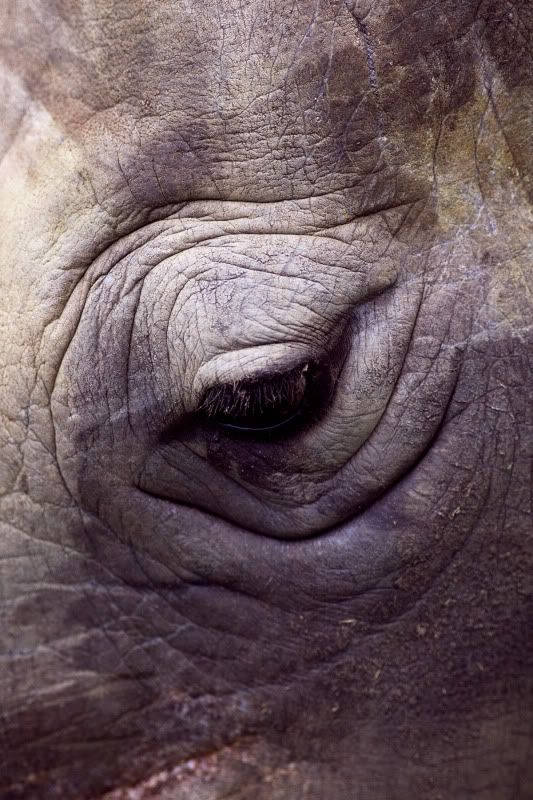 IMAGE: http://i105.photobucket.com/albums/m237/rayk57/eye.jpg