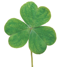 clover.gif