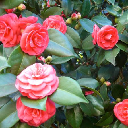 Camelia2010-01