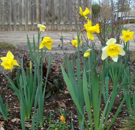 Daffies2010-01