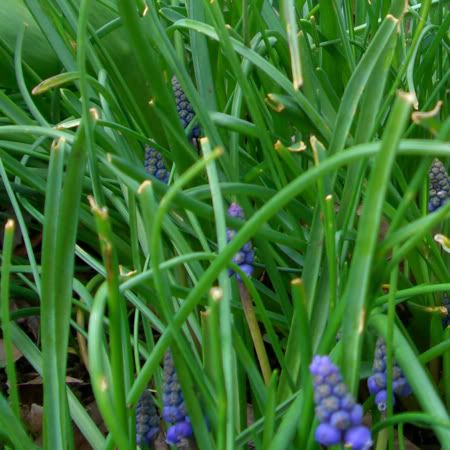 Hyacinth2010-01