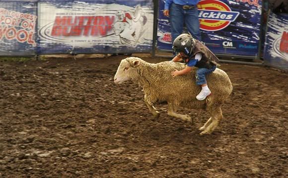 sm_Mutton_bustin_at_puyallup_fair.jpg