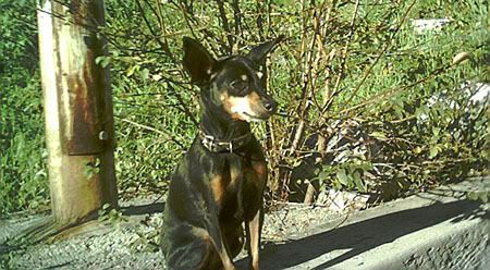 Photo Sharing and Video Hosting at Photobucket