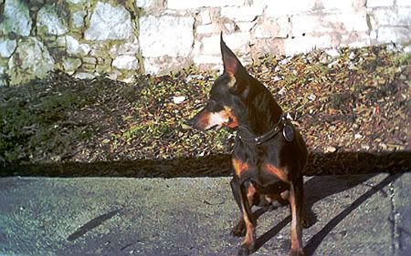 Photo Sharing and Video Hosting at Photobucket