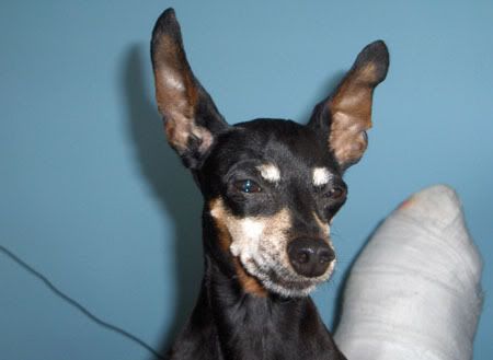 Photo Sharing and Video Hosting at Photobucket