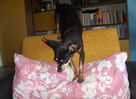 Photo Sharing and Video Hosting at Photobucket