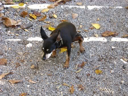 Photo Sharing and Video Hosting at Photobucket