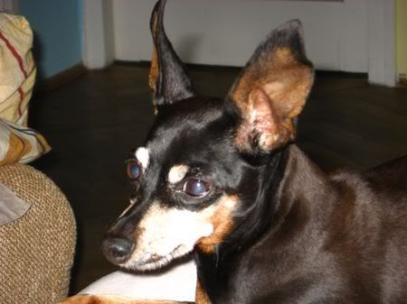 Photo Sharing and Video Hosting at Photobucket