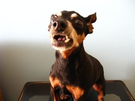 Photo Sharing and Video Hosting at Photobucket