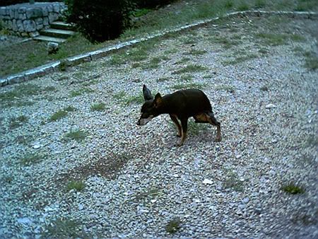 Photo Sharing and Video Hosting at Photobucket