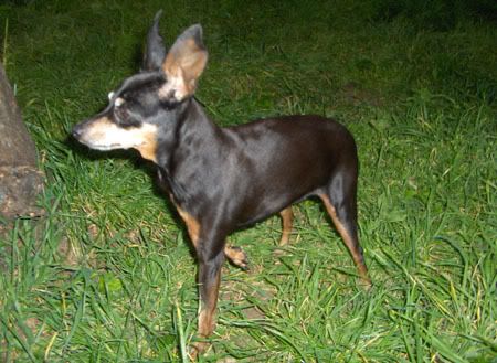 Photo Sharing and Video Hosting at Photobucket