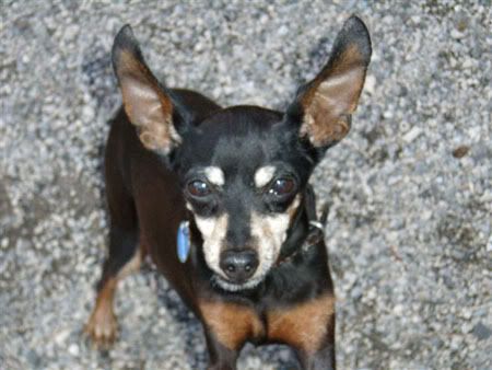 Photo Sharing and Video Hosting at Photobucket