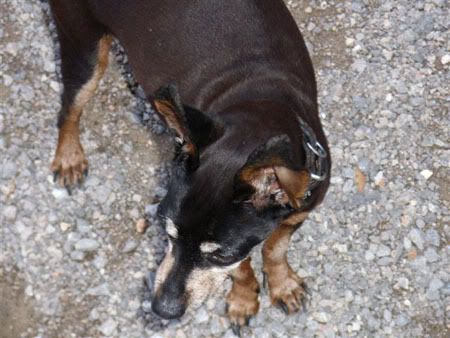 Photo Sharing and Video Hosting at Photobucket