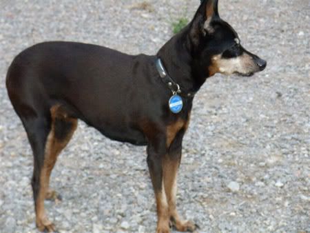 Photo Sharing and Video Hosting at Photobucket