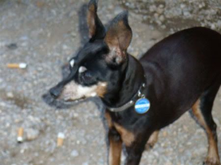 Photo Sharing and Video Hosting at Photobucket