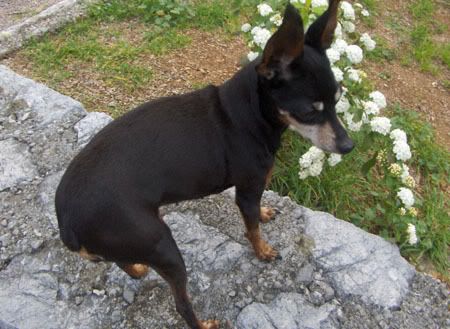 Photo Sharing and Video Hosting at Photobucket