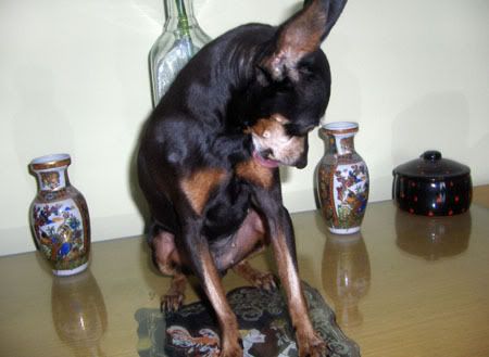 Photo Sharing and Video Hosting at Photobucket