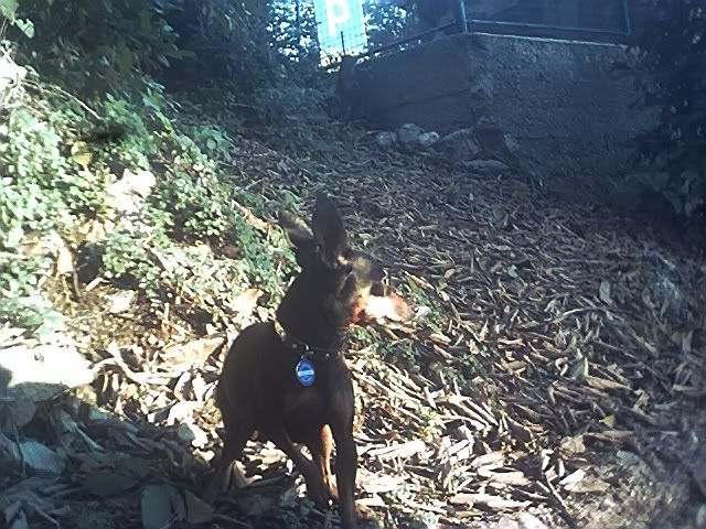 Photo Sharing and Video Hosting at Photobucket