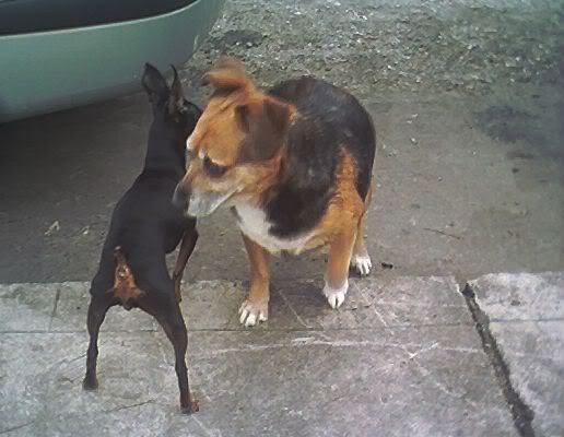 Photo Sharing and Video Hosting at Photobucket