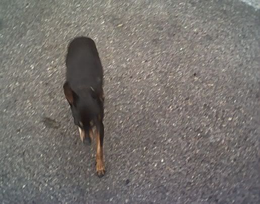 Photo Sharing and Video Hosting at Photobucket