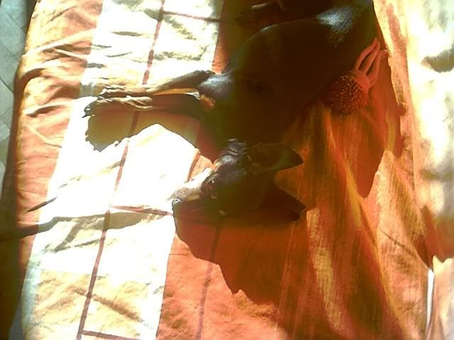 Photo Sharing and Video Hosting at Photobucket