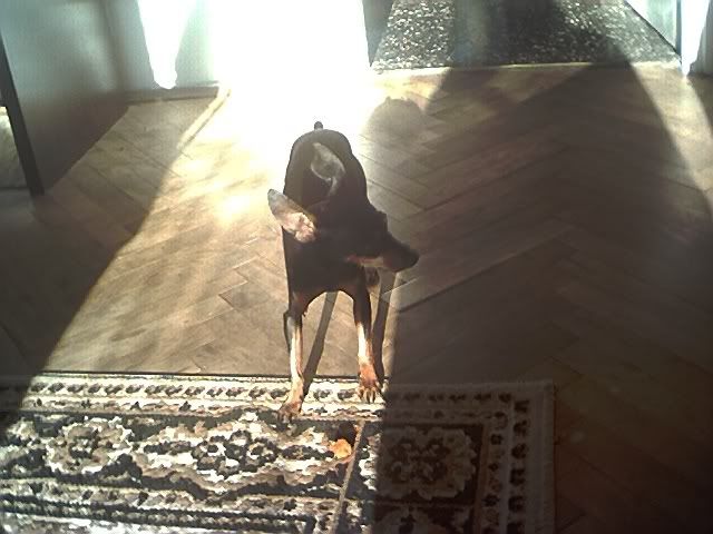 Photo Sharing and Video Hosting at Photobucket