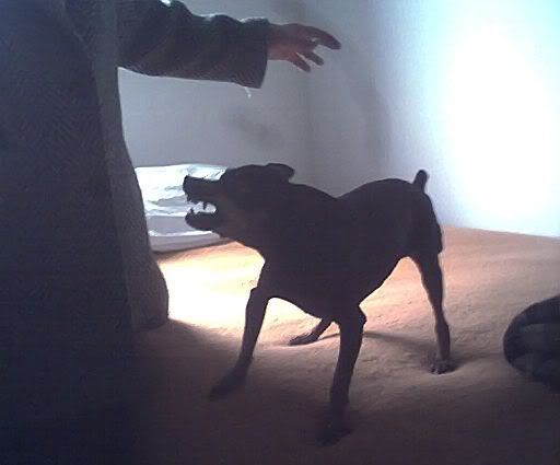 Photo Sharing and Video Hosting at Photobucket