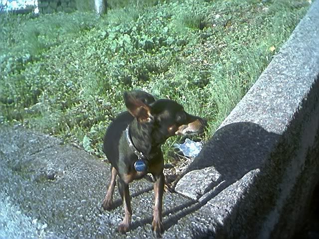 Photo Sharing and Video Hosting at Photobucket