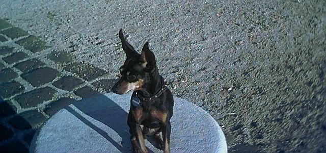 Photo Sharing and Video Hosting at Photobucket