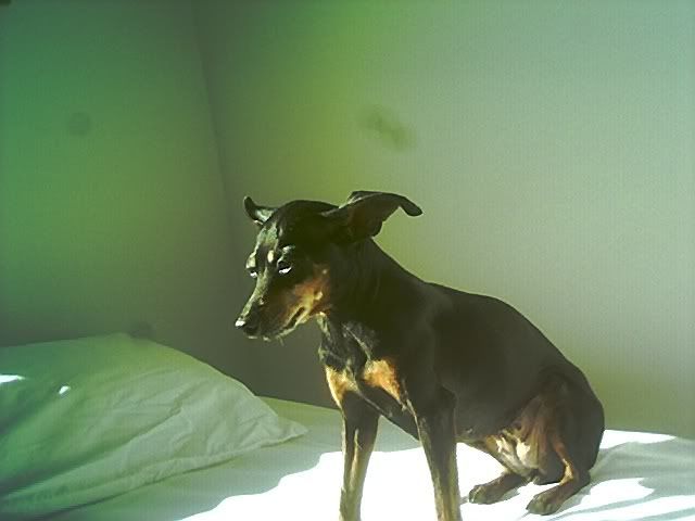 Photo Sharing and Video Hosting at Photobucket