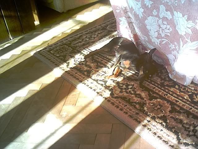 Photo Sharing and Video Hosting at Photobucket