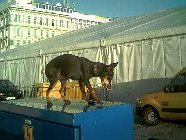 Photo Sharing and Video Hosting at Photobucket