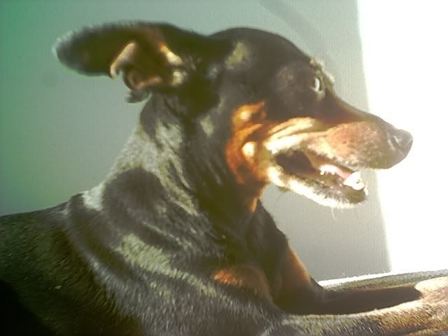 Photo Sharing and Video Hosting at Photobucket