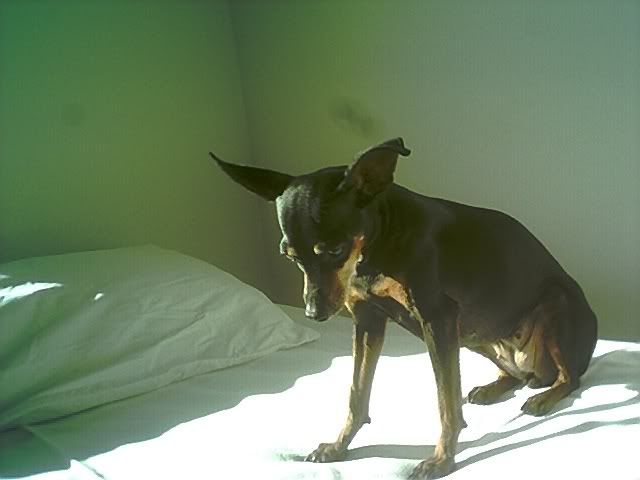 Photo Sharing and Video Hosting at Photobucket