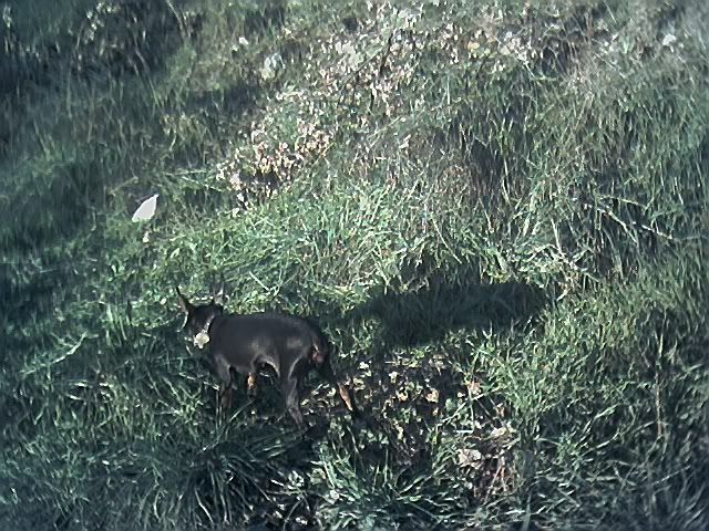 Photo Sharing and Video Hosting at Photobucket