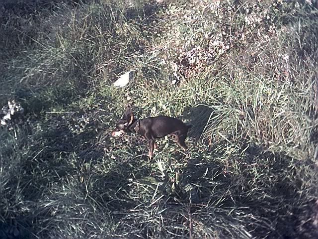 Photo Sharing and Video Hosting at Photobucket