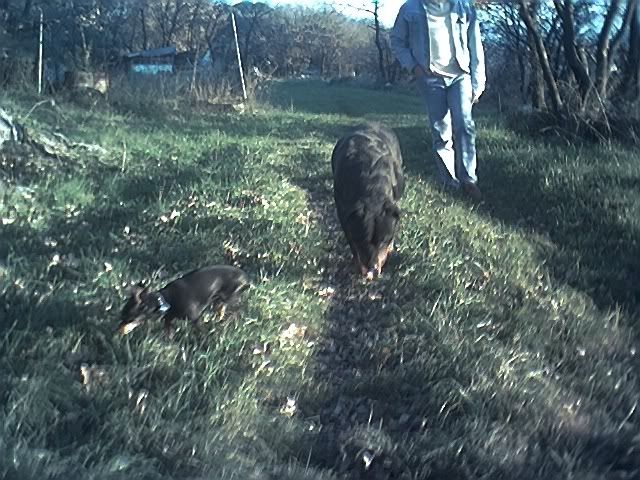 Photo Sharing and Video Hosting at Photobucket