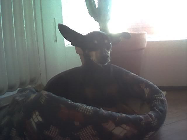 Photo Sharing and Video Hosting at Photobucket