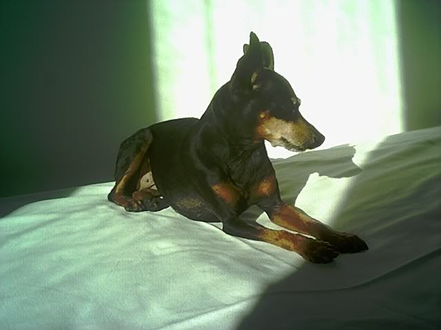 Photo Sharing and Video Hosting at Photobucket