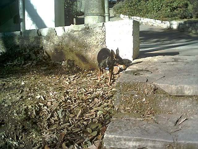 Photo Sharing and Video Hosting at Photobucket