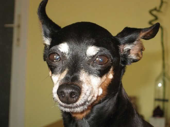 Photo Sharing and Video Hosting at Photobucket