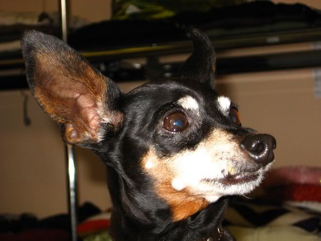 Photo Sharing and Video Hosting at Photobucket