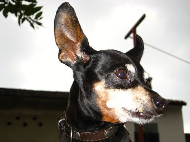 Photo Sharing and Video Hosting at Photobucket