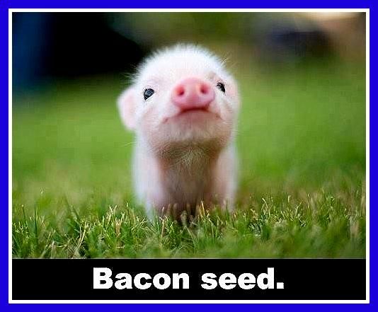 BaconSeed1_zps9cbdc3da.jpg