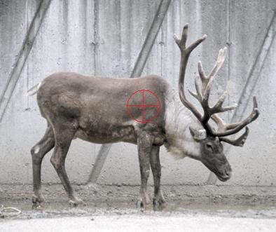 buck_reindeer.jpg
