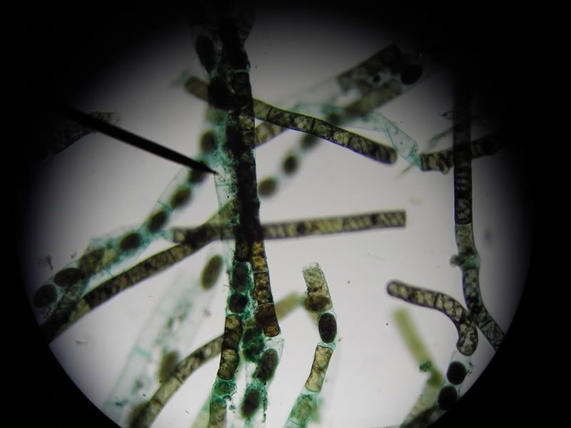 KD Protista - PD Chlorophyta (filamentous) - Label: vegetative cell, colony, chloroplast, conjugation tube, gamete, zygote