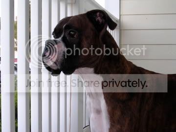 Poindexter046.jpg picture by AshleyRC